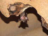 00396-2429 Bat in Fruitbat Cave - photo by Garry K Smith